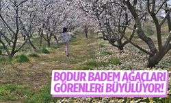 Bodur badem bahçeleri görenleri büyülüyor