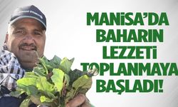 Manisa’da baharın lezzeti toplanmaya başladı!