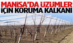 Manisa’da üzümler için koruma kalkanı