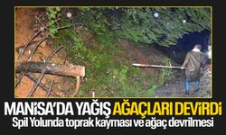 Spil yolunda ağaçlar devrildi