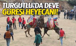Turgutlu’da deve güreşleri için geri sayım başladı