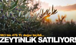 Manisa’da zeytinlik icradan satılıyor!