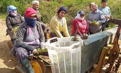 Sarıgöl'de tütün dikim sezonu başladı!