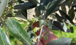 Manisa'da zeytin üreticileri uyarıldı
