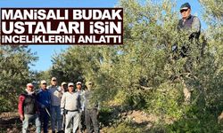 Manisalı zeytin budama ustaları işin inceliklerini anlattı