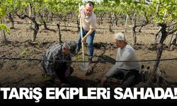 TARİŞ ekipleri sahada… Manisa’da bağlar mercek altında!