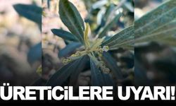 Manisalı zeytin üreticilerine uyarı… Verim kaybına yol açıyor!