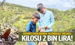 Demirci dağlarında ‘altınbaşlı’ mesaisi: Kilosu 2 bin lira!