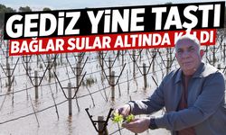Gediz yine taştı! Bağlar sular altında kaldı