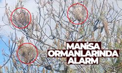 Manisa ormanlarında alarm... Çözüm ‘Profesör’de bulundu!