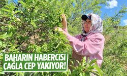 Baharın habercisi çağla cep yakıyor!