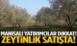 Manisa’da tarla değil servet! Satışa çıkarıldı…