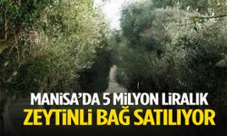 Manisa’da 5 milyon liralık zeytinli bağ satılıyor