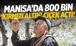 Manisa'da 800 bin 'kırmızı altın' çiçek açtı