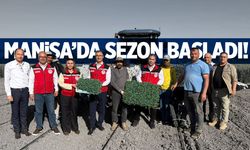 Manisa'da sezon başladı! Dikim yapılıyor...