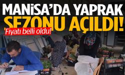 Manisa’da yaprak sezonu açıldı! Fiyat belli oldu…
