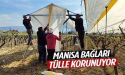 Manisa’da yeni sezon hazırlığı: Bağlar tülle korunuyor!