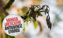 Manisalı üreticilere antraknoz uyarısı