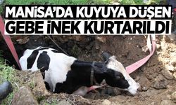 Manisa’da kuyuya düşen gebe inek kurtarıldı