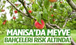 Manisa’da meyve bahçeleri risk altında!
