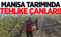 Manisa tarımında tehlike çanları! Üreticilere acil uyarı!