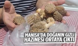 Manisa’da kuzugöbeği sezonu açıldı!