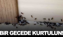 Evinizde karınca mı var? Bir gecede kurtulmak mümkün!