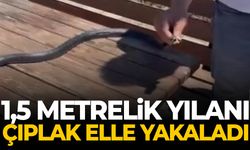 1,5 metrelik yılanı çıplak elle yakaladı