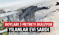 Boyları 3 metreyi buluyor! Yılanlar evi sardı