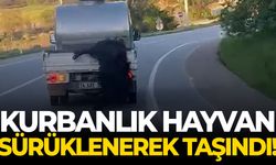 Böyle vicdansızlık görülmedi! Kurbanlık hayvan sürüklenerek taşındı!