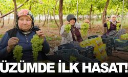 Sezonun ilk üzümü hasat edildi… Ama Manisa’da değil!