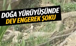 Doğa yürüyüşünde dev engerek şoku!