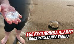 Ege kıyılarında alarm! Binlercesi sahile vurdu