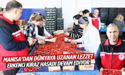 Manisa’da geçen yıl don vurmuştu… Erkenci kiraz hasadı devam ediyor!