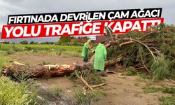 Fırtına çam ağacını kökünden söktü