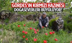Gördes’in kırmızı hazinesi doğaseverleri büyülüyor! Koparmanın cezası ağır…