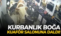 Kurbanlık boğa kuaför salonuna daldı!