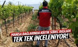 Manisa bağlarında kritik süreç başladı! Tek tek inceleniyor