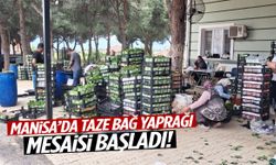 Manisa’da taze bağ yaprağı mesaisi başladı!