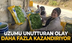 Manisalılara üzümü unutturan gelişme! Daha fazla kazandırıyor...