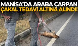Manisa’da Çakal’a araç çarptı! Tedavi altına alındı