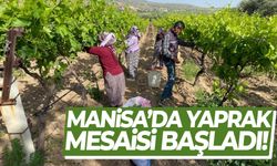 Manisa’da yaprak mesaisi başladı!