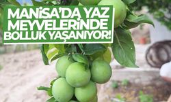 Manisa’da yaz meyvelerinde rekolte artışı!