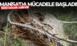 Manisa’da mücadele başladı! 1500 böcek salındı!