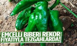 Emcelli biberi rekor fiyatıyla tezgahlarda!