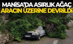 Manisa’da asırlık ağaç aracın üzerine devrildi