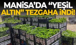 Manisa’da “yeşil altın” tezgaha indi!