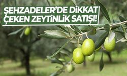Şehzadeler’de dikkat çeken zeytinlik satışı!