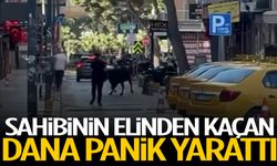 Sahibinin elinden kaçan dana panik yarattı