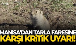 Manisa’dan tarla faresine karşı kritik uyarı!